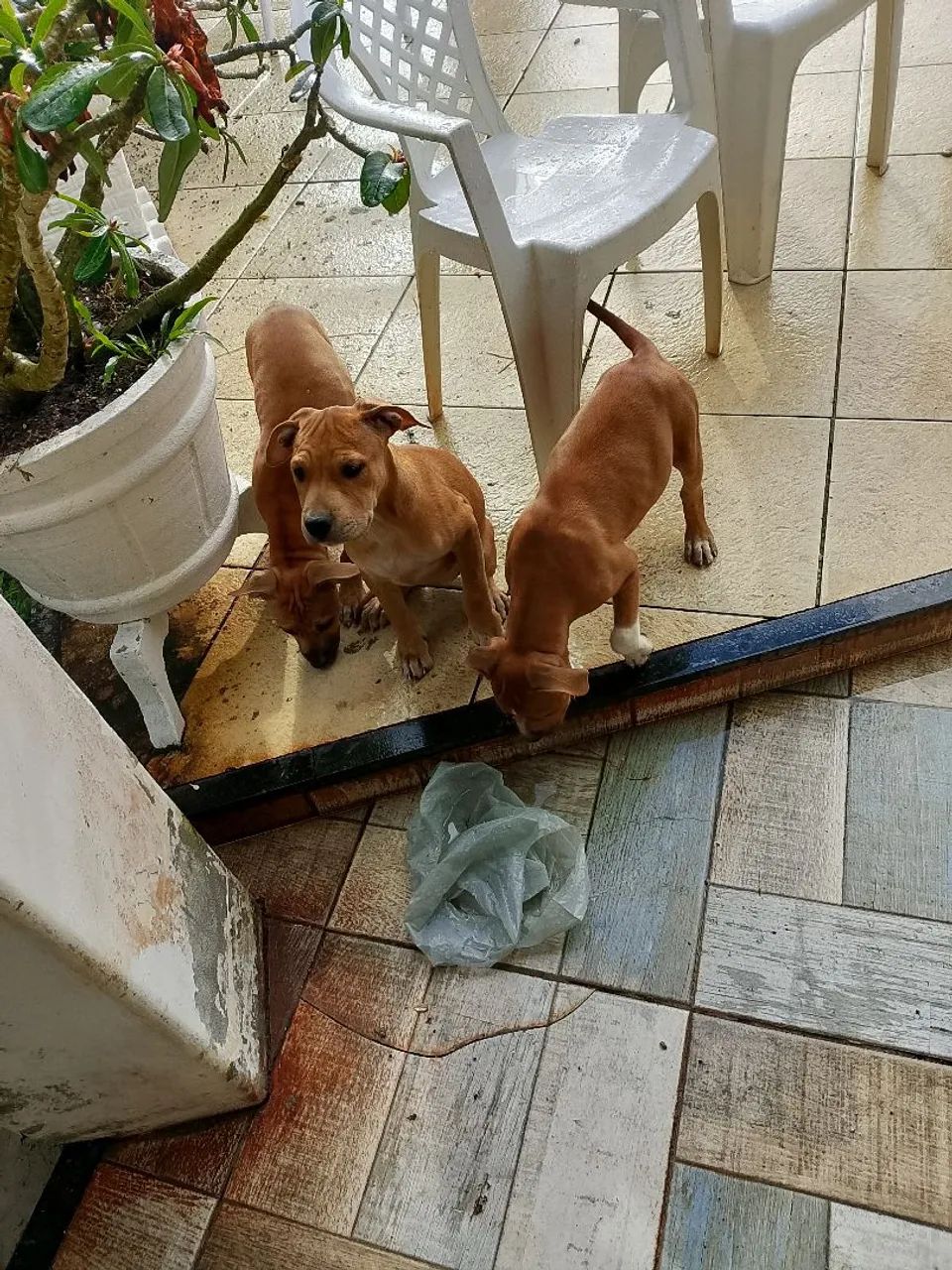Animais de estimação  - Foto 3