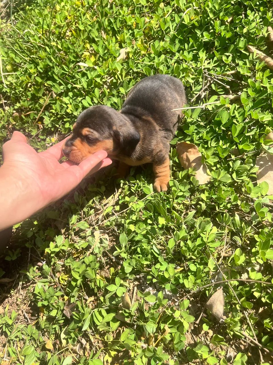 Basset mini arlequim  - Foto 4