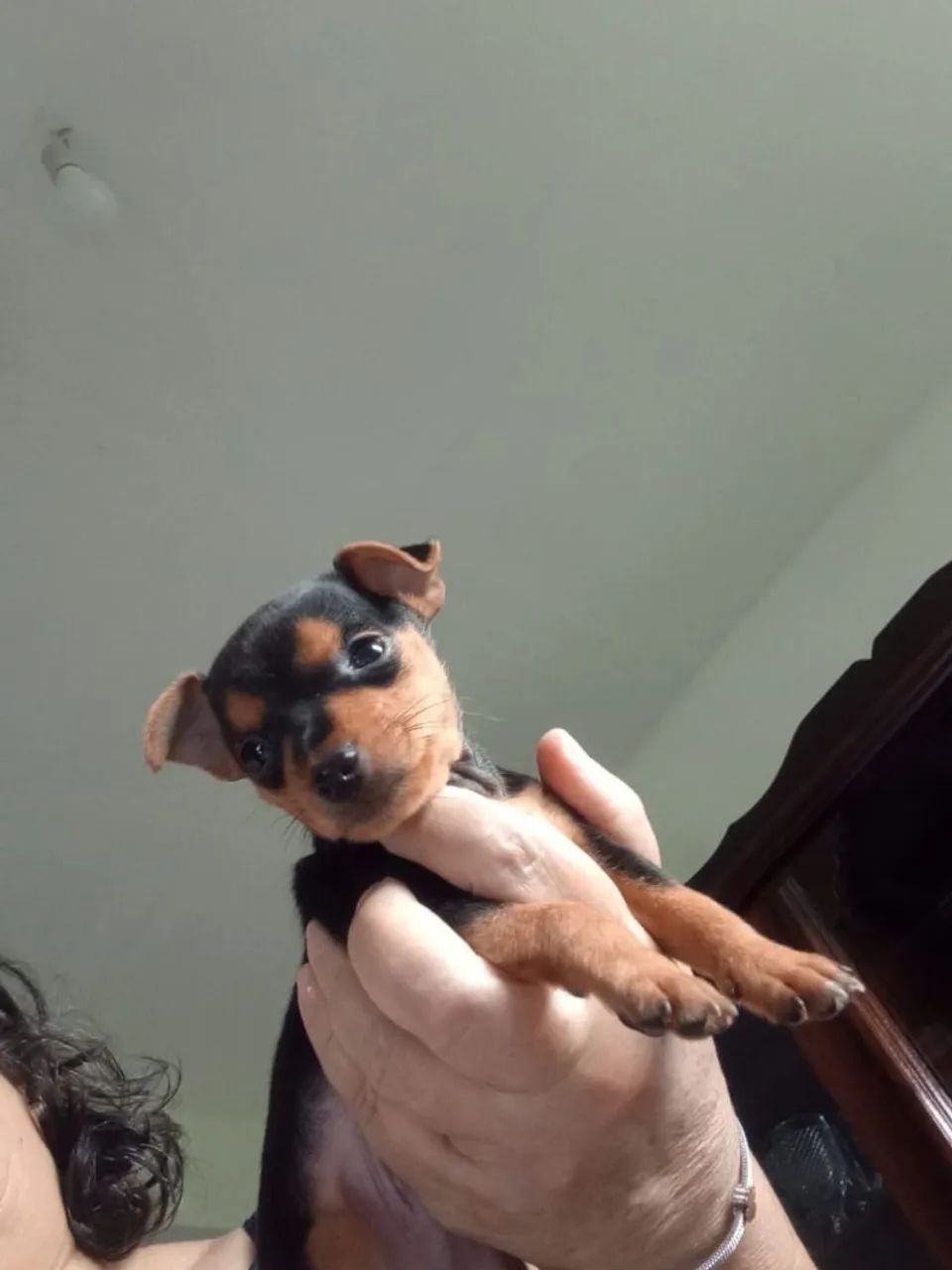 Pinscher macho n 0 - Foto 3