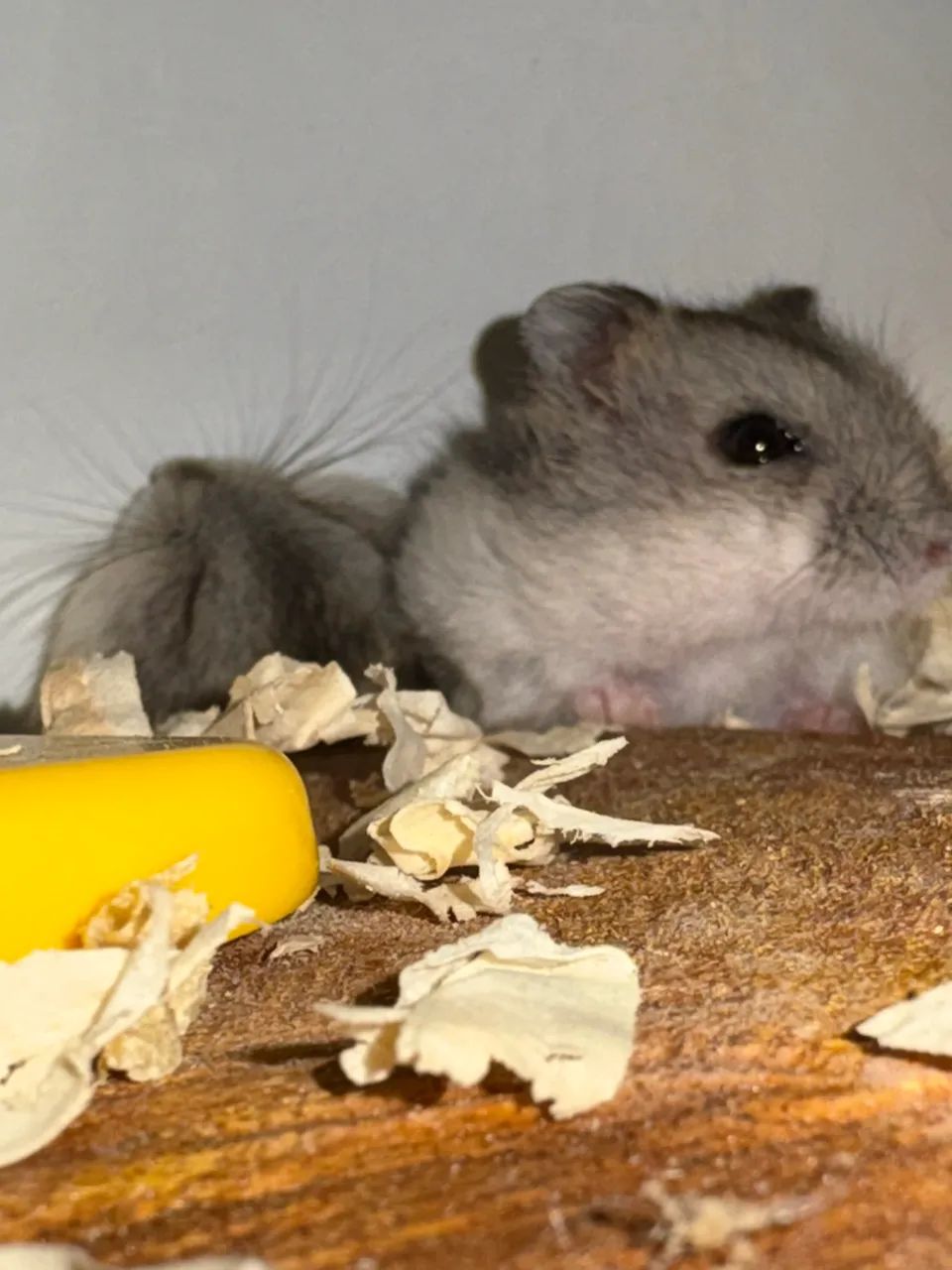 Hamster anão russo  - Foto 2