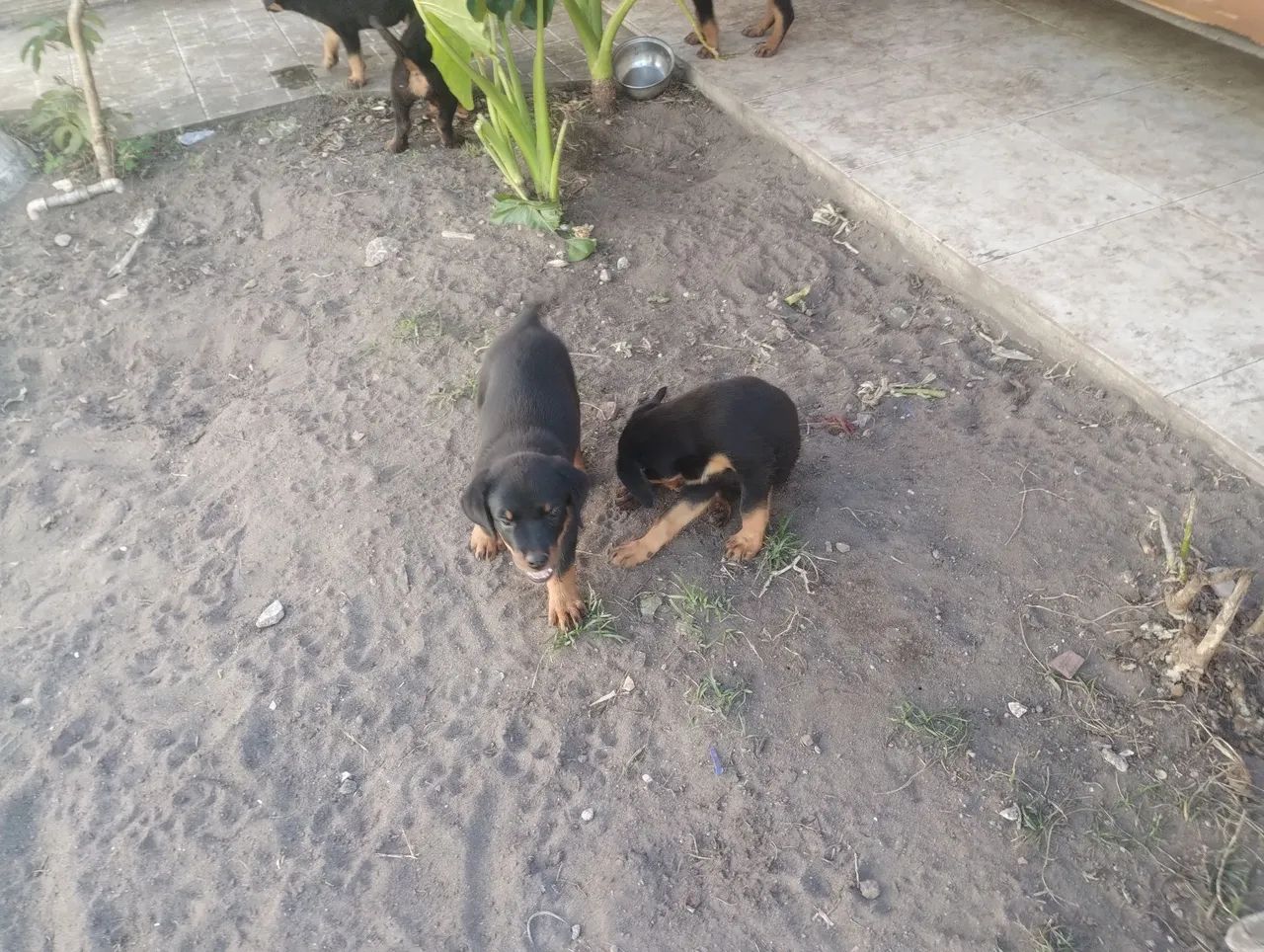 FILHOTES DE  Rottweilers  - Foto 3