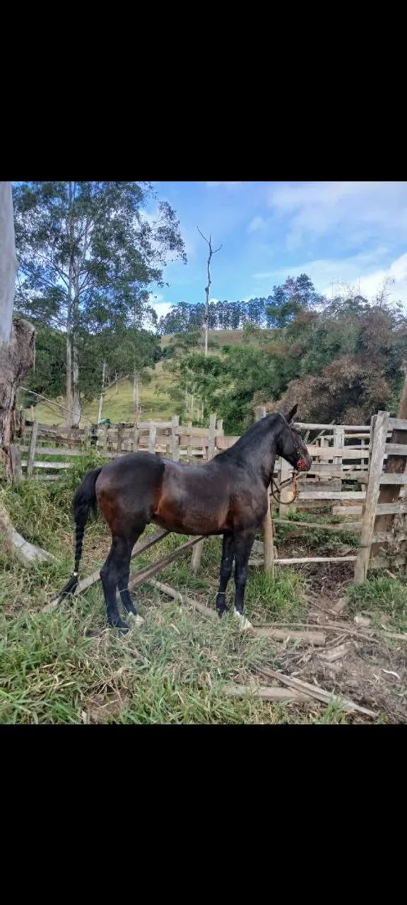 Cavalo Mangalarga marchador  - Foto 2
