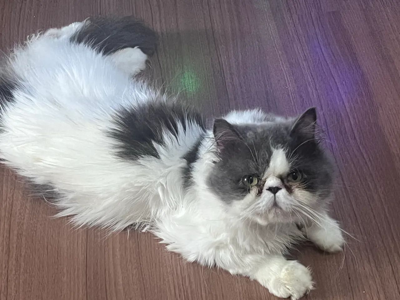 Persa Top Show Blue Gen 