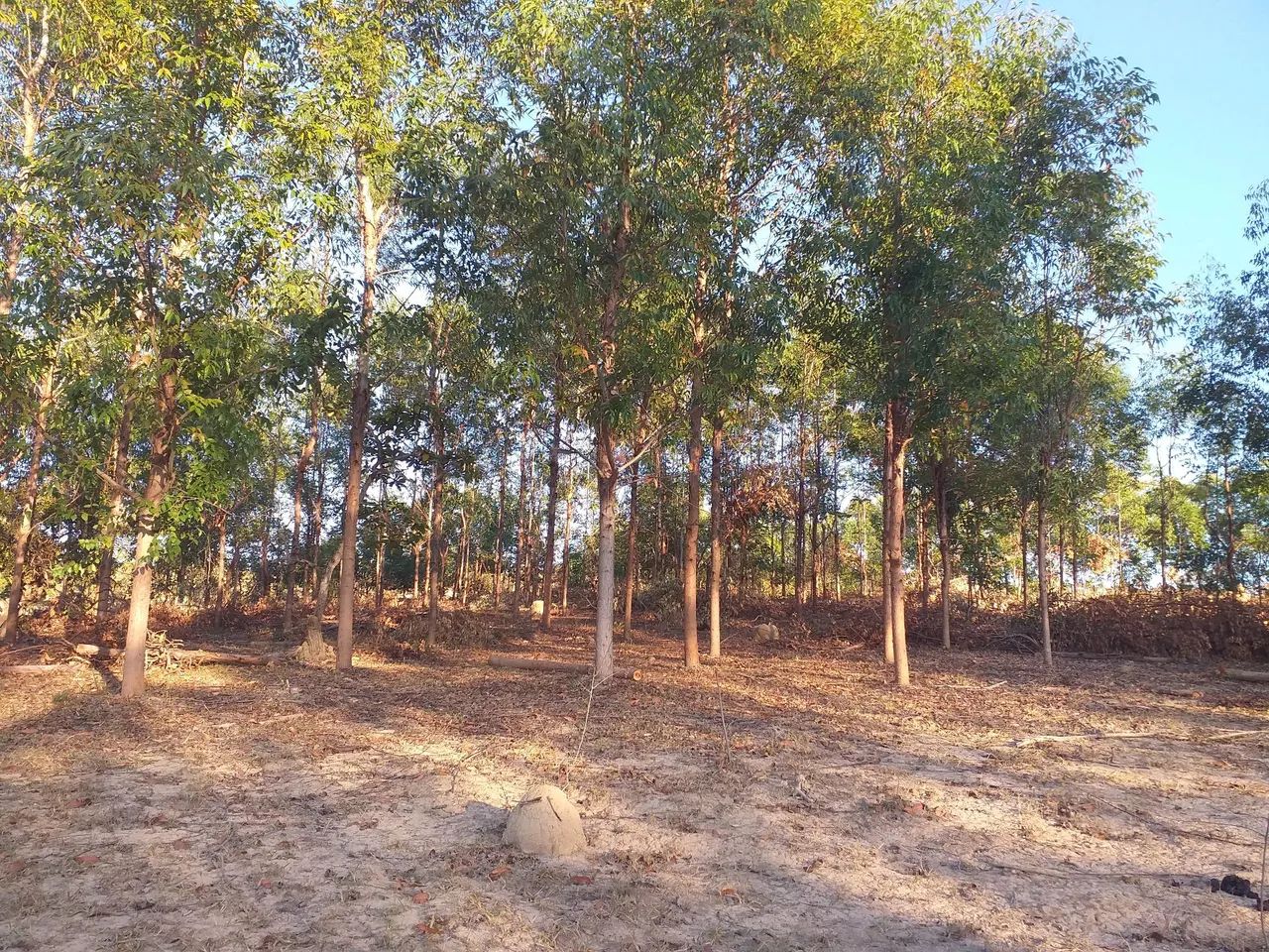  Lenha de eucalipto  - Foto 4