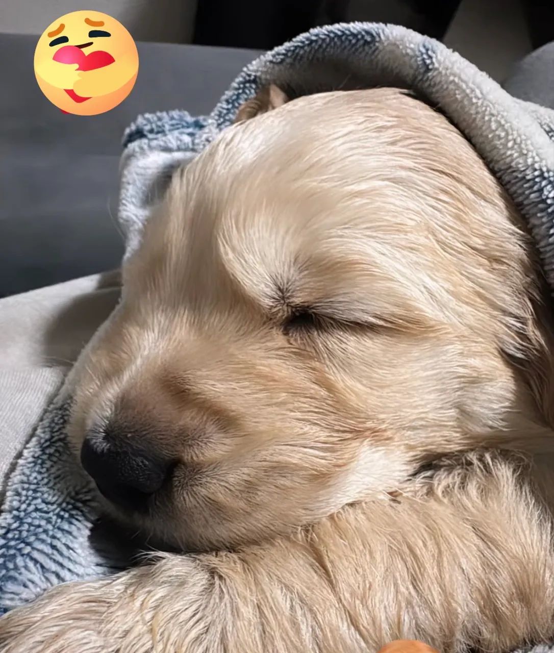 Goldens  - Foto 3