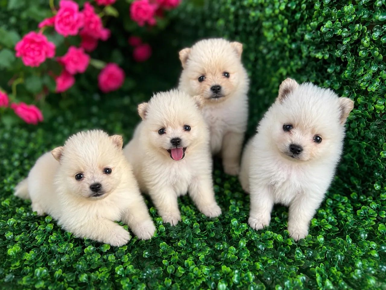 Lulu da Pomerania  - Foto 2