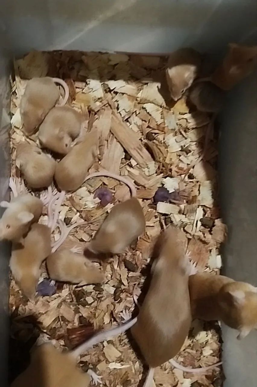 Camundongos  - Foto 4