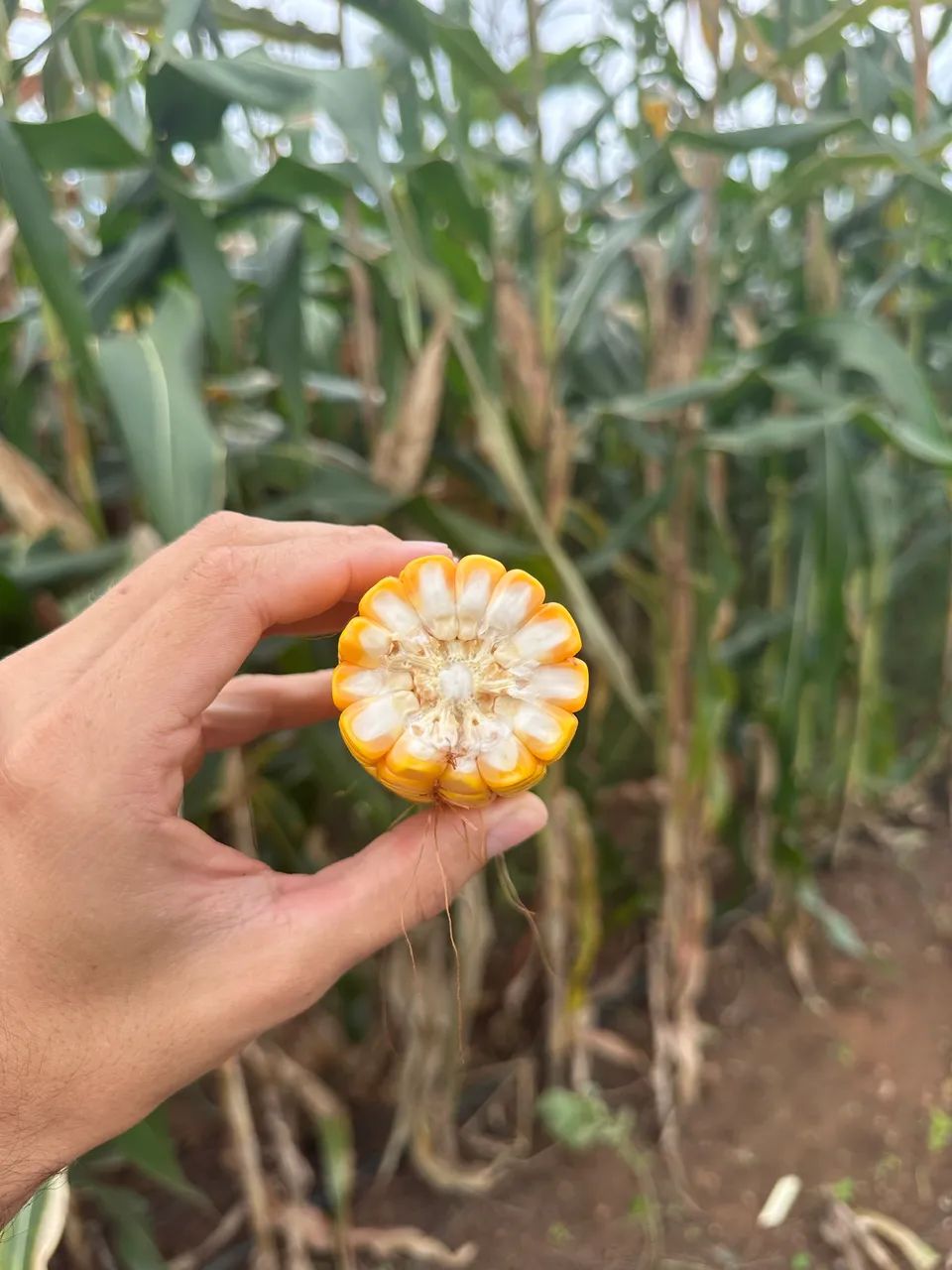 SILAGEM DE MILHO ($0,75 o Kg) - Foto 3