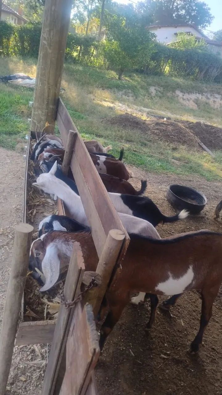 Cabras