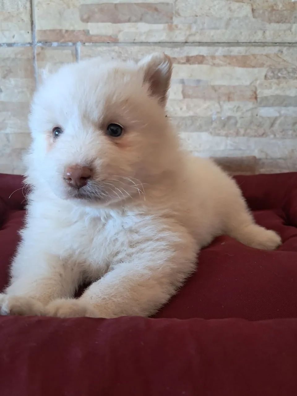 Animais  de estimação  - Foto 5