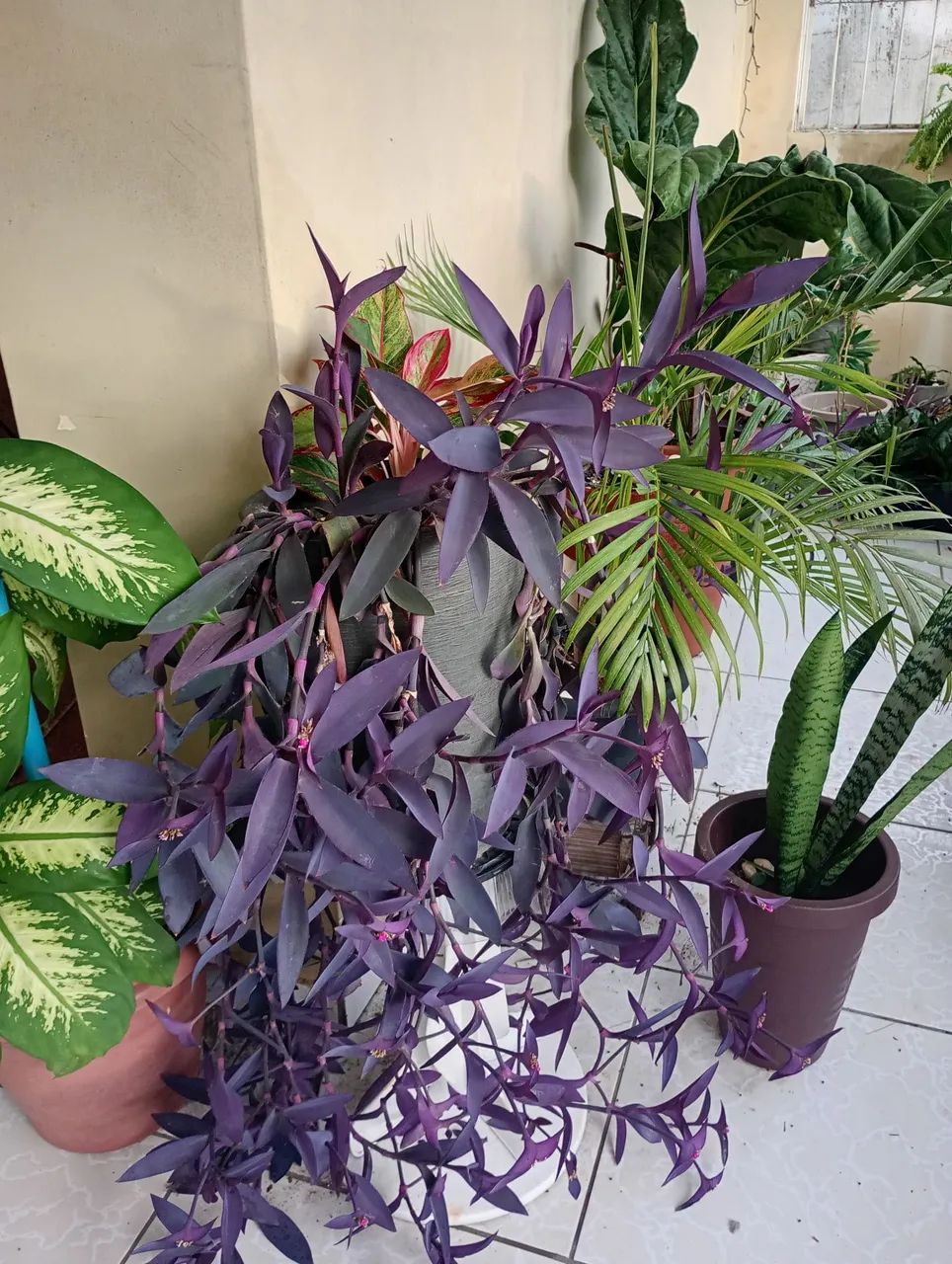 Lindas plantas naturais - Foto 6
