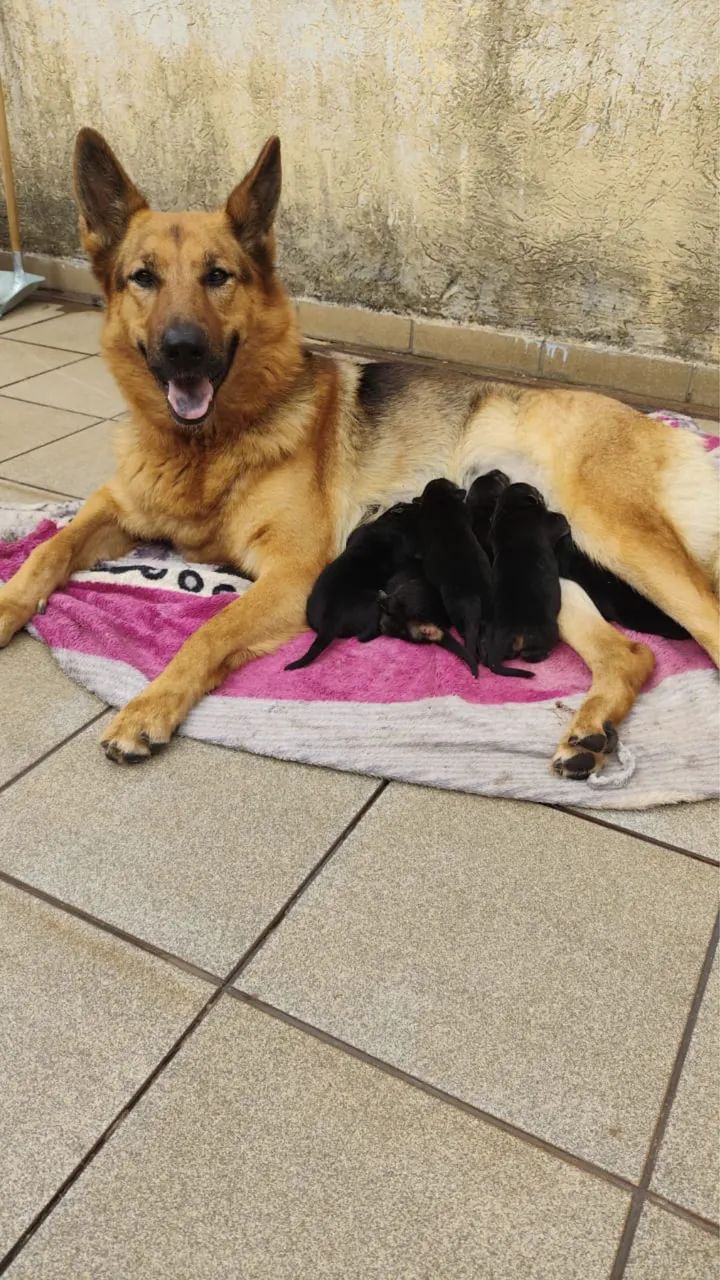 Cachorro - Foto 3