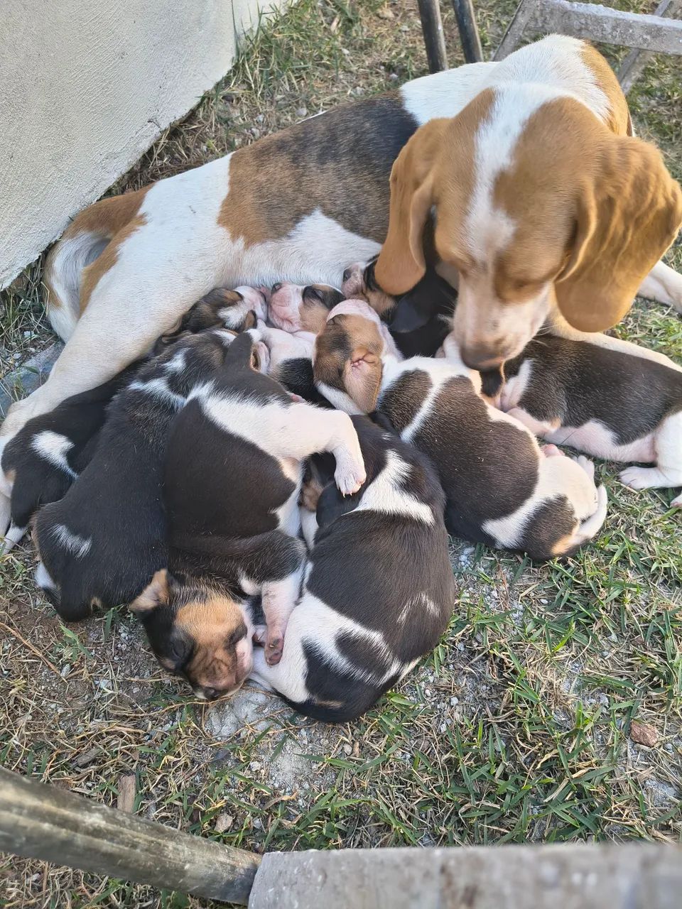 FILHOTES DE BEAGLE  - Foto 5