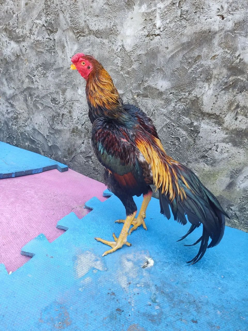 Frango - Foto 2