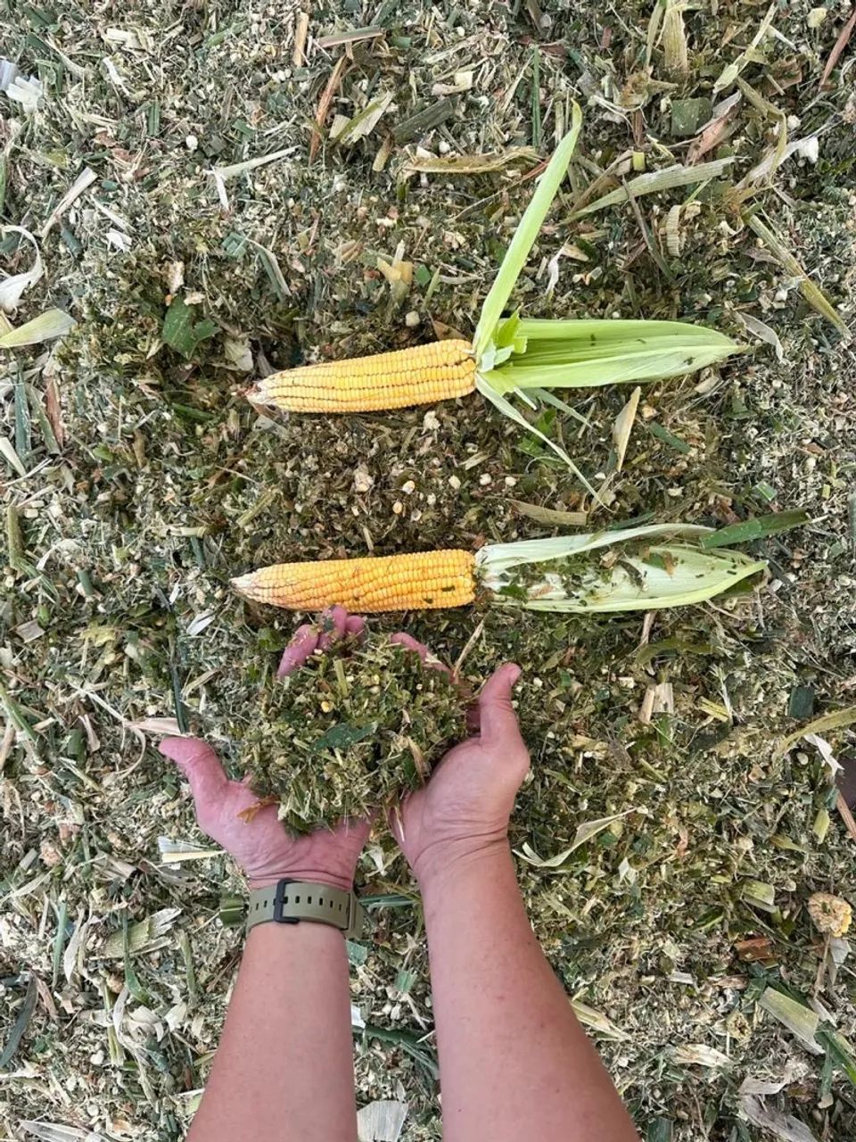 Silagem de milho - Foto 3