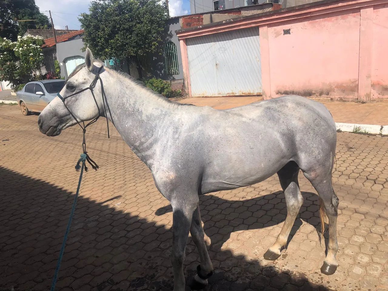 Vendo cavalo esquipador  - Foto 3