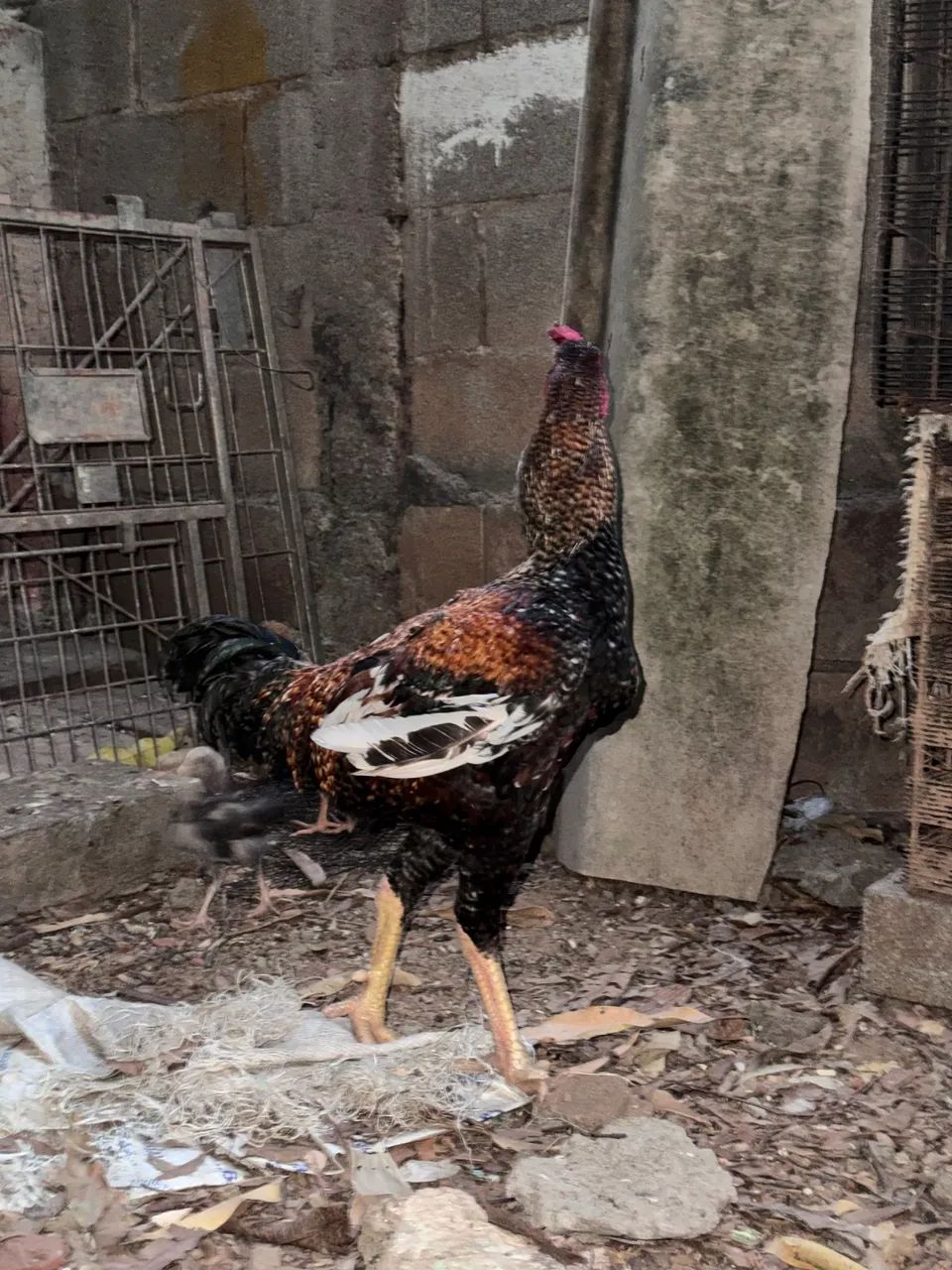 Frango caipira  - Foto 5