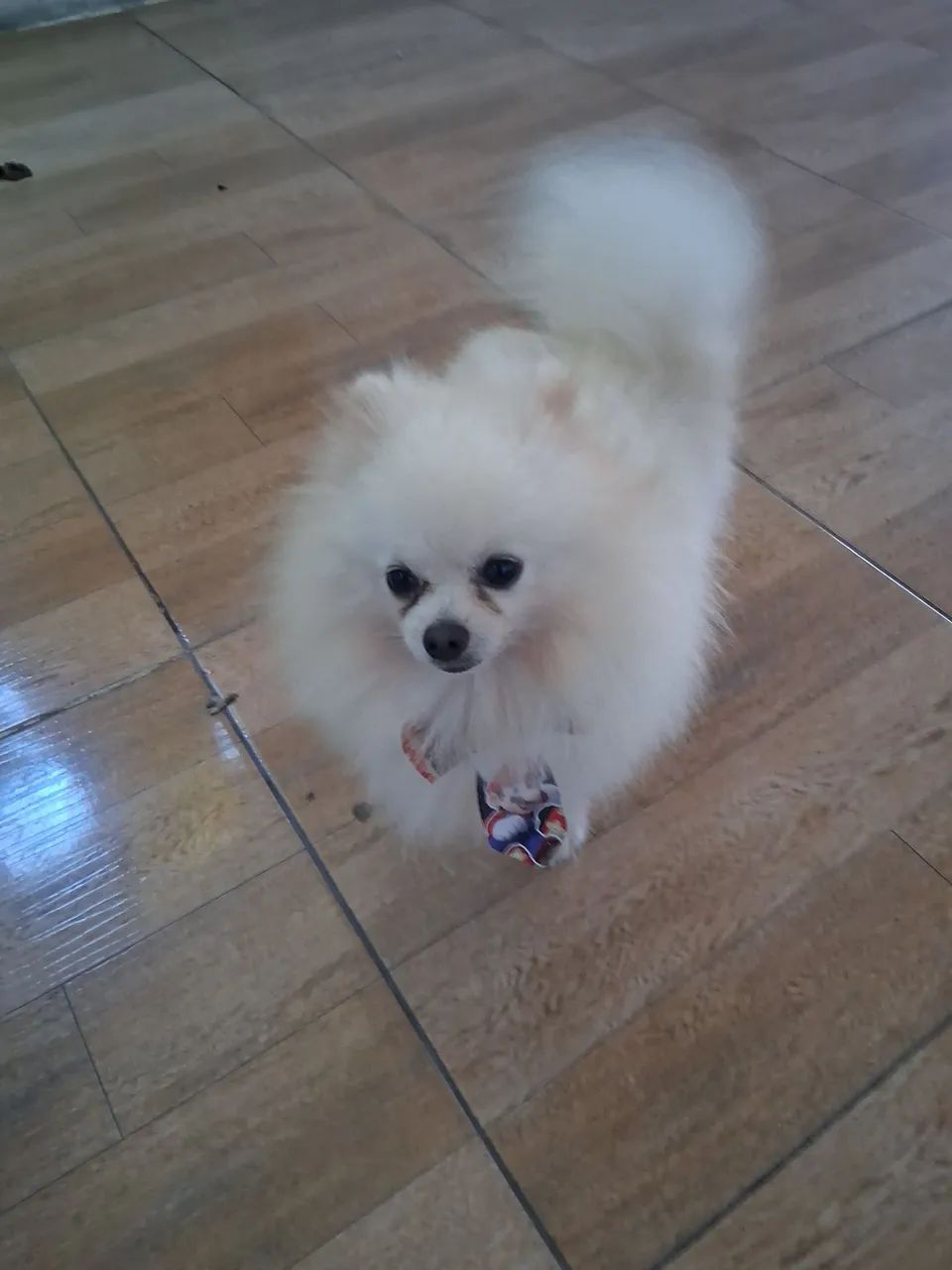 Spitz Macho padreador  - Foto 2