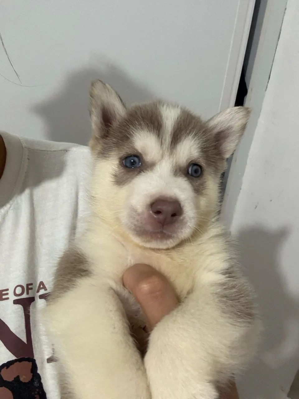 HUSKY SIBERIANO MACHO À VENDA!  - Foto 5
