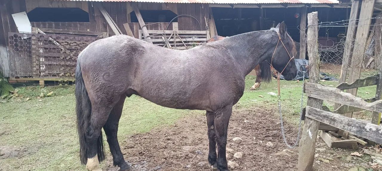 Cavalo mouro