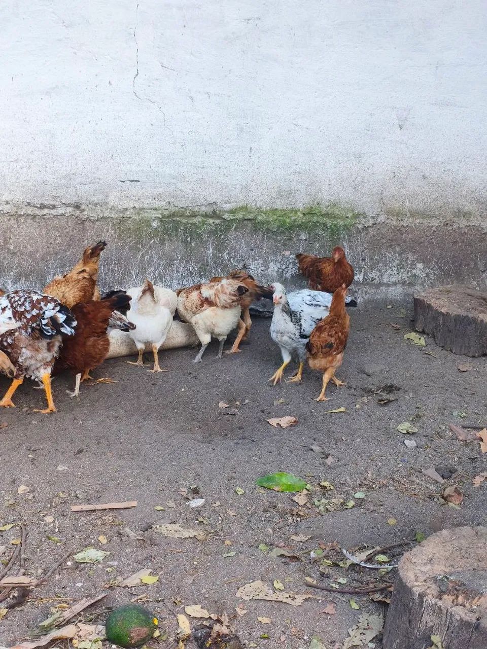 Frangos e frangas - Foto 2