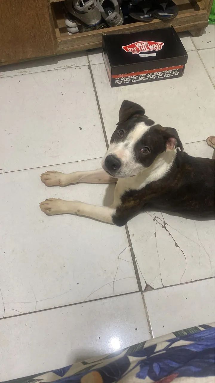 Pitbull dócil 7 meses
