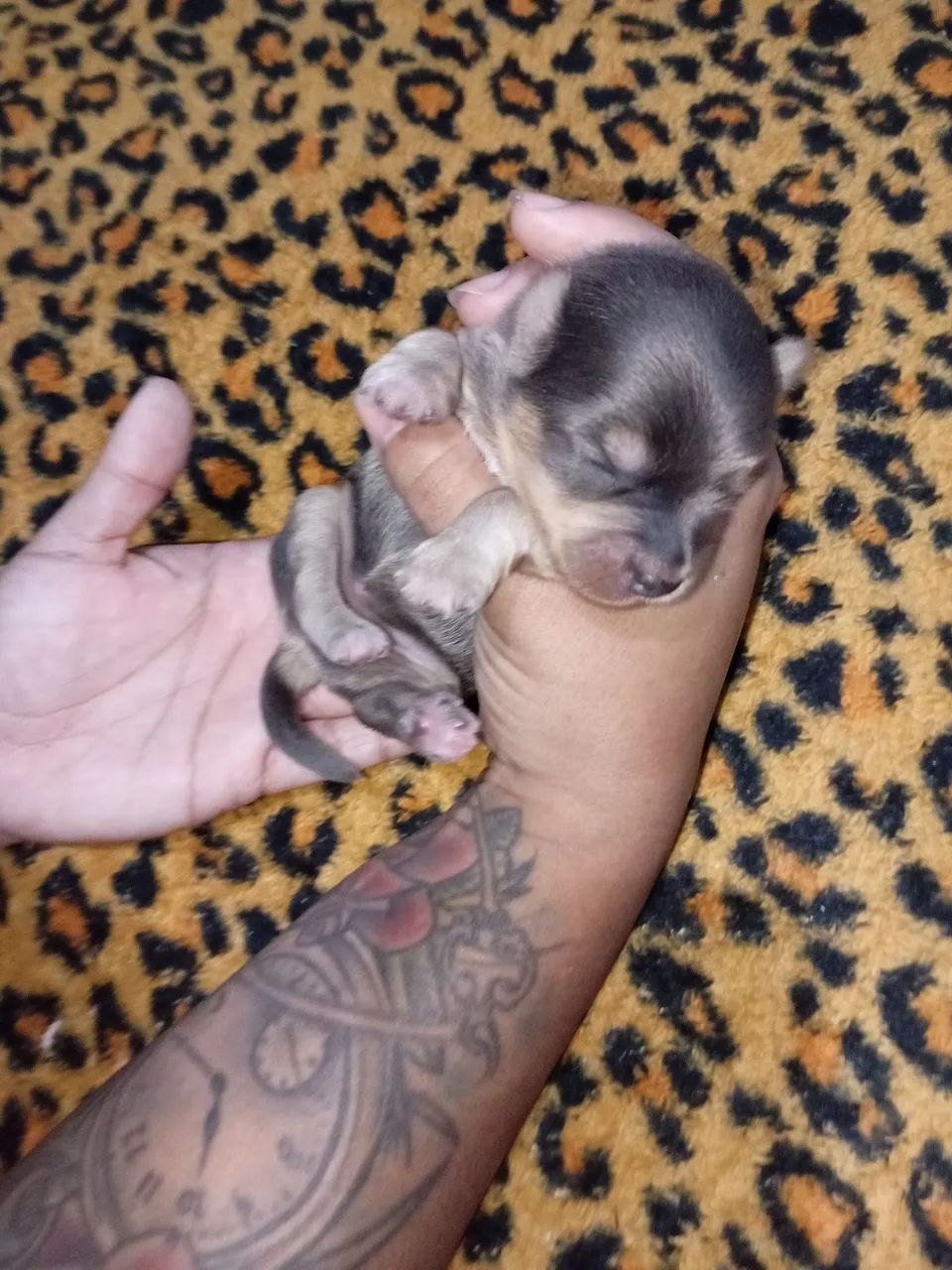 Cachorro  - Foto 3