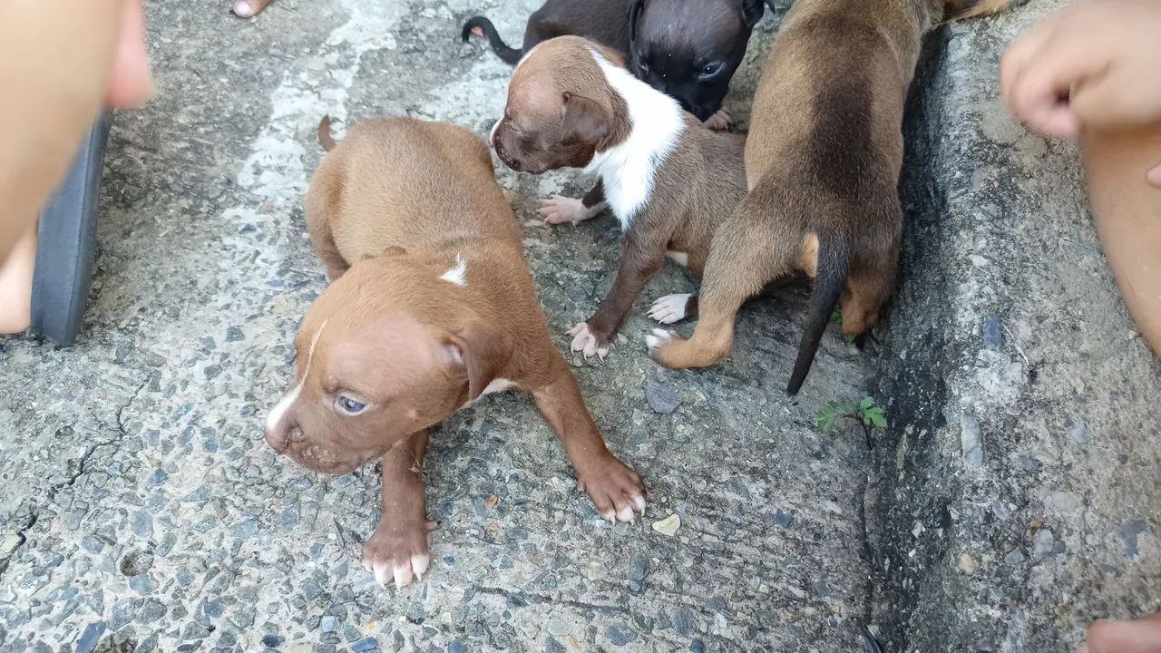 Pitibull red nose  - Foto 4