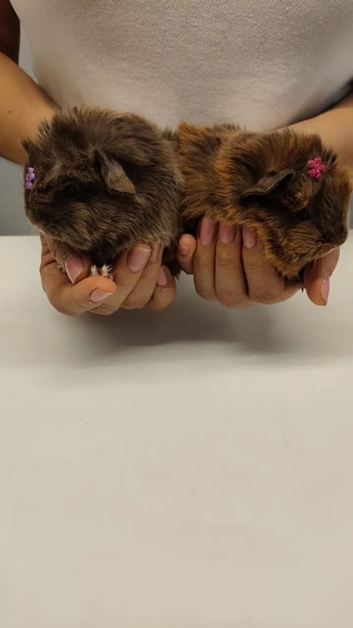 Filhotinhos de Porquinho da india - Foto 2