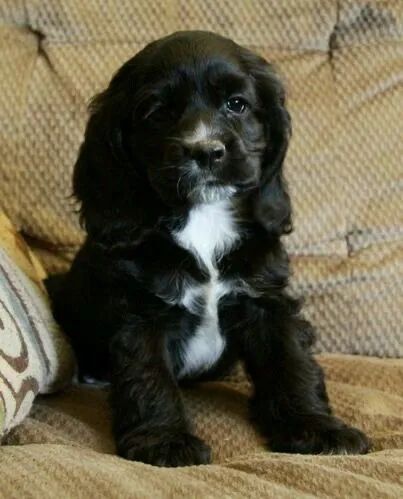 Cocker spaniel muito docil