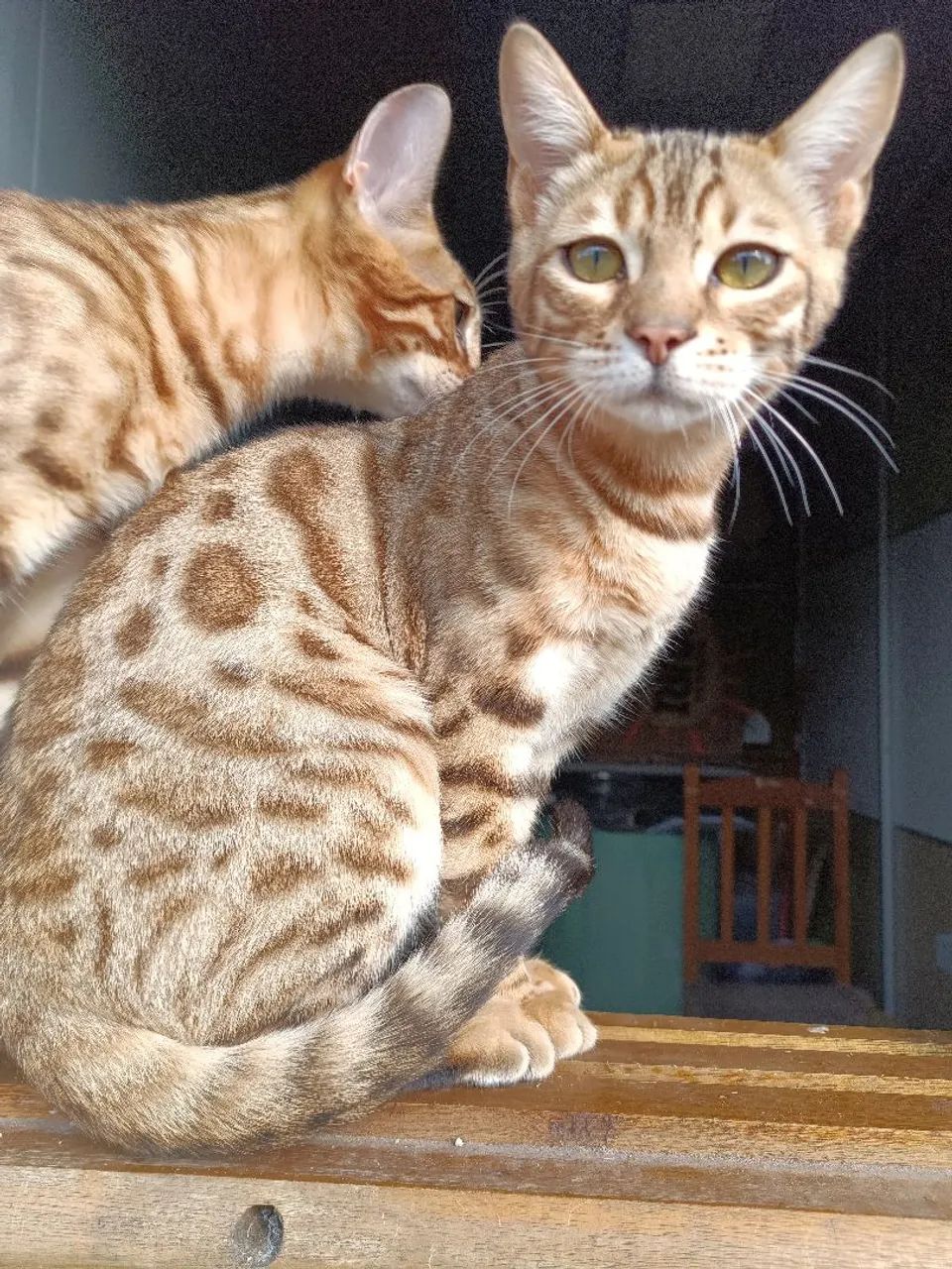 Gatos Bengal com pedigree 