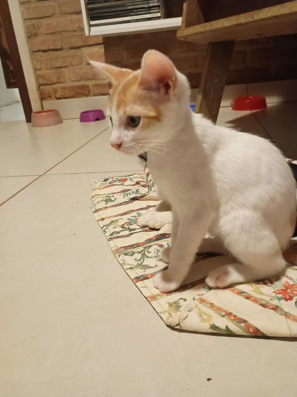 Adoção  - Foto 2
