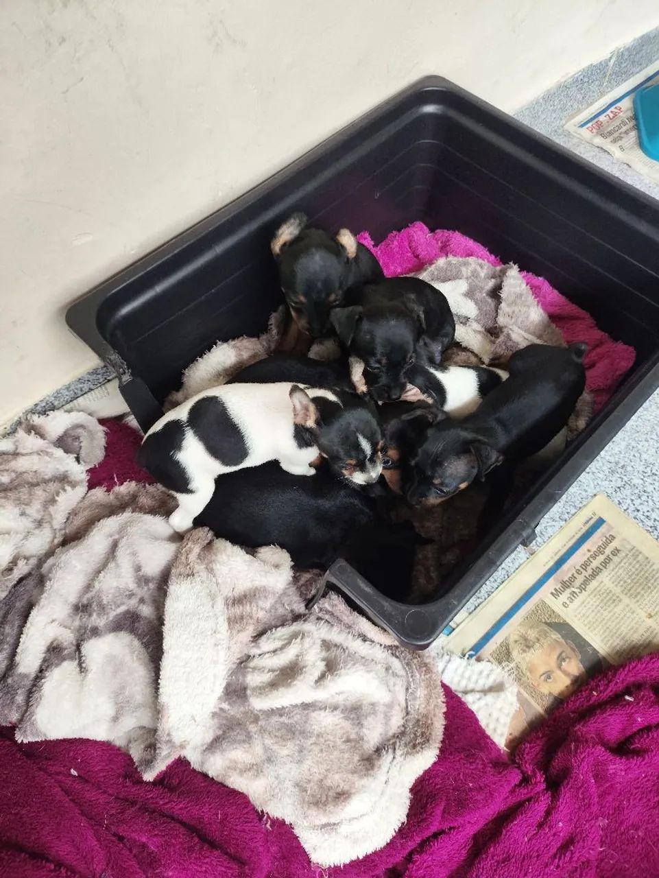 Cachorro pinscher  - Foto 2