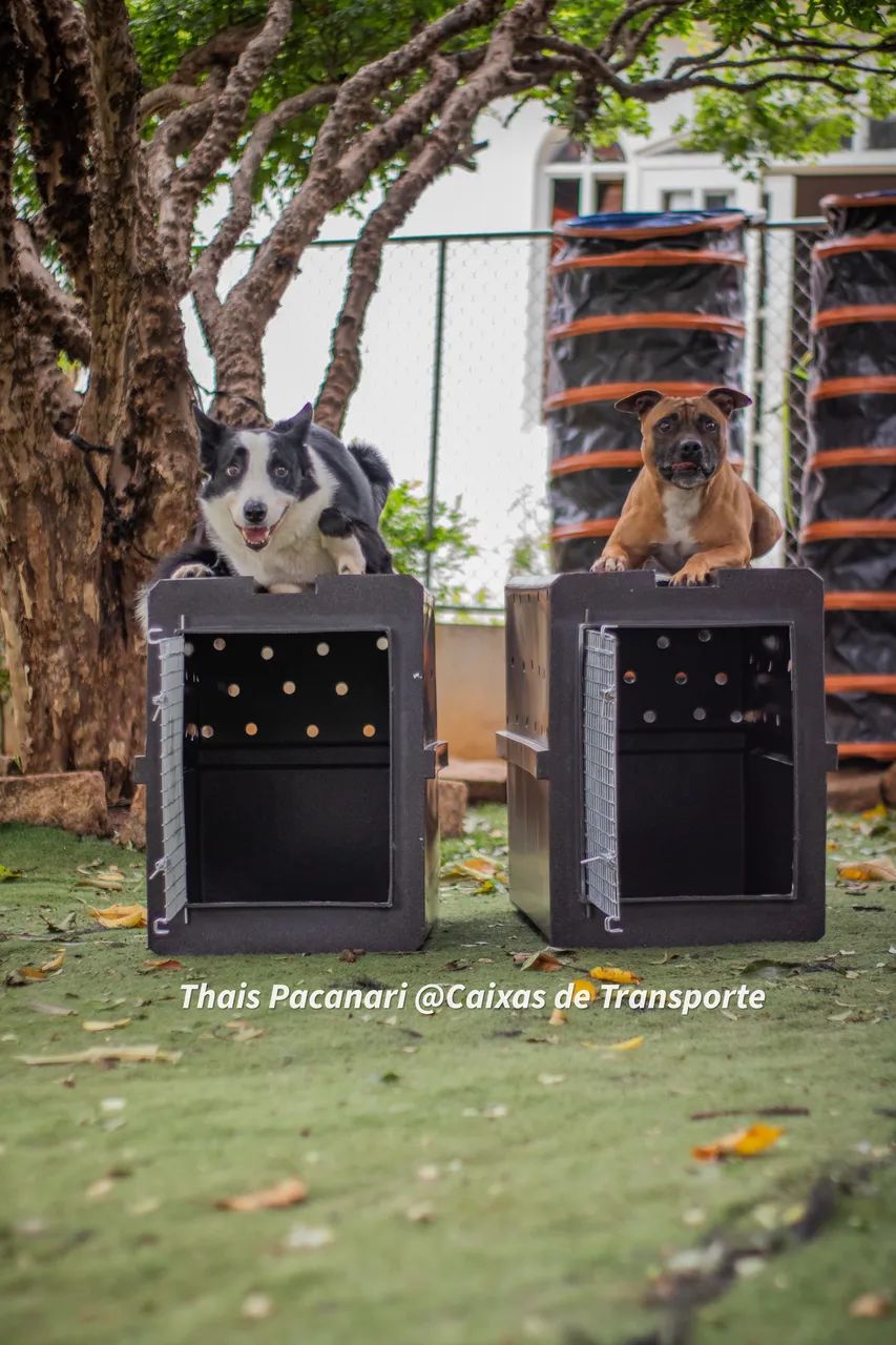 Caixa de Transporte PET - Foto 5