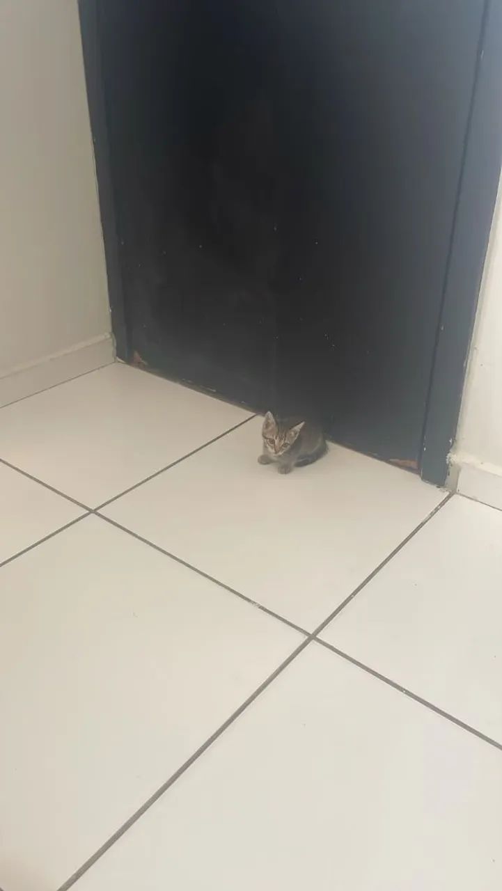 Gata  - Foto 3