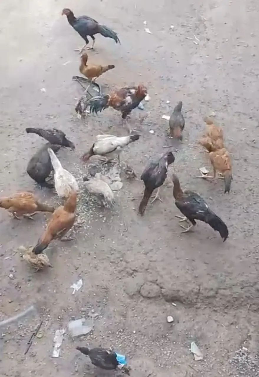 Galinhas caipira, para venda 