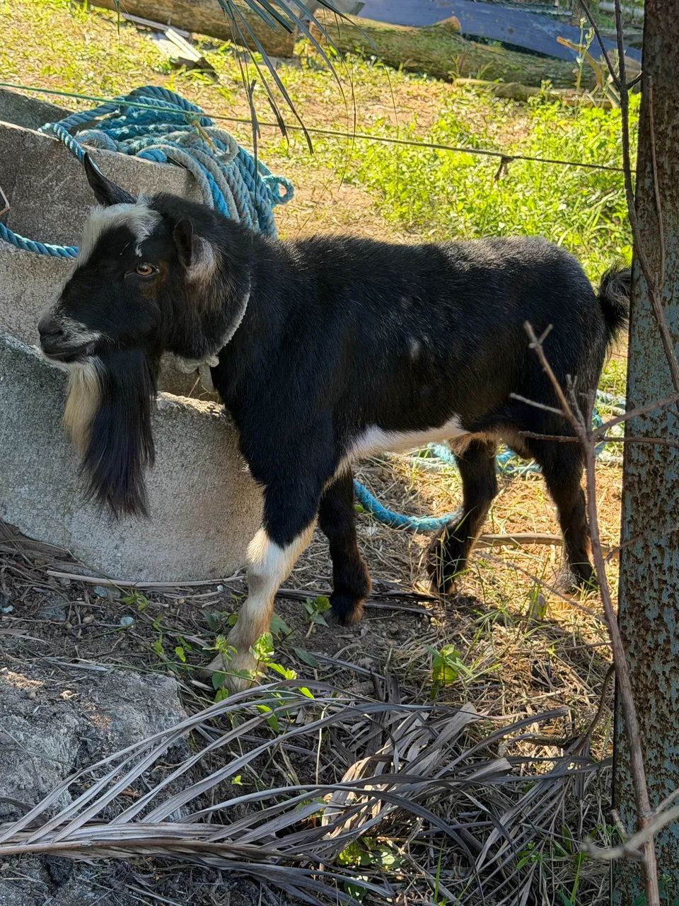 Mini Cabra / Cabrito  - Foto 2
