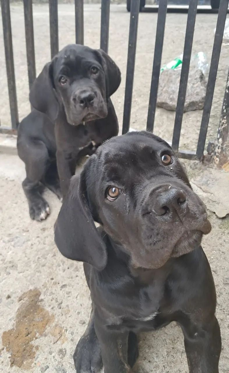 Cane corso filhotes - Foto 2