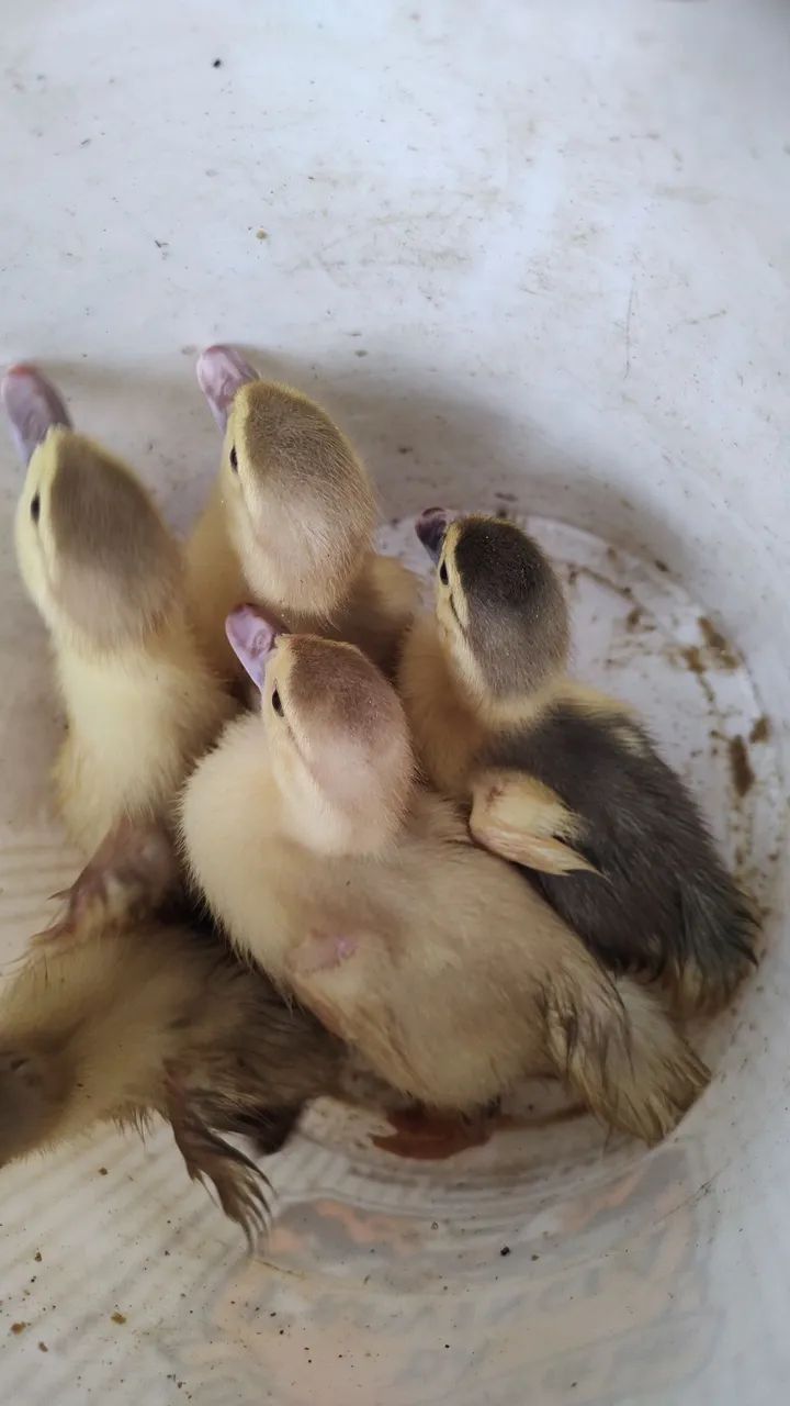 Pato - Foto 3