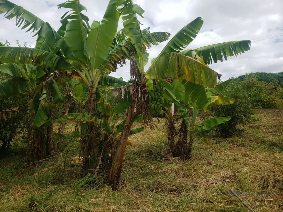 Sítio à Venda no Ribeirão Jacutinga em Ibiporã - Foto 4