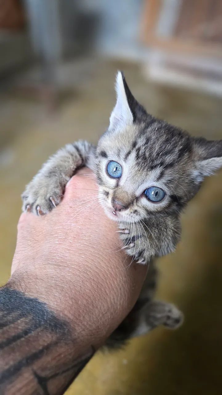 Gato ?  - Foto 5