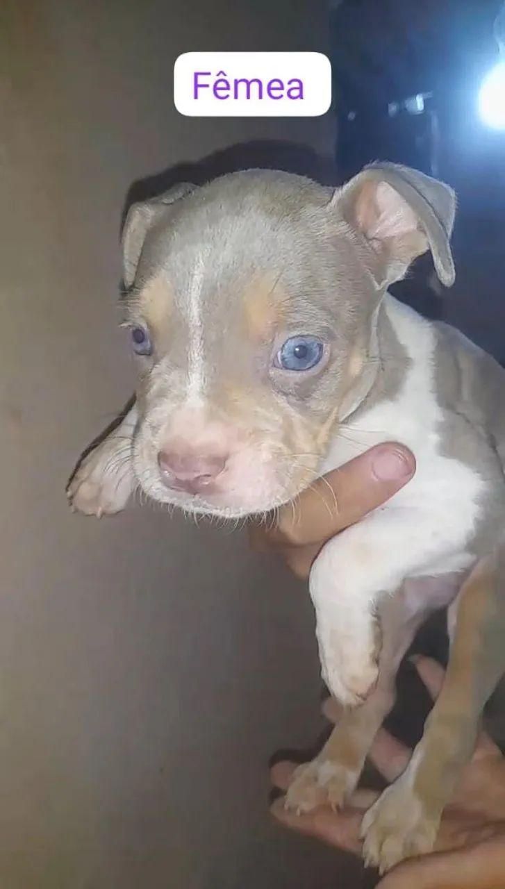 Pitbull  - Foto 2