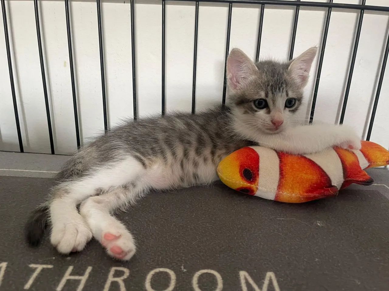 Gato macho 2 meses adoção  - Foto 4