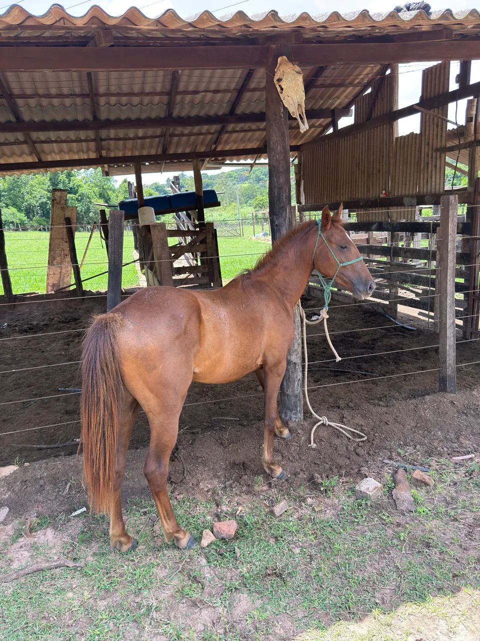 Vende - se Potra QM - Foto 4