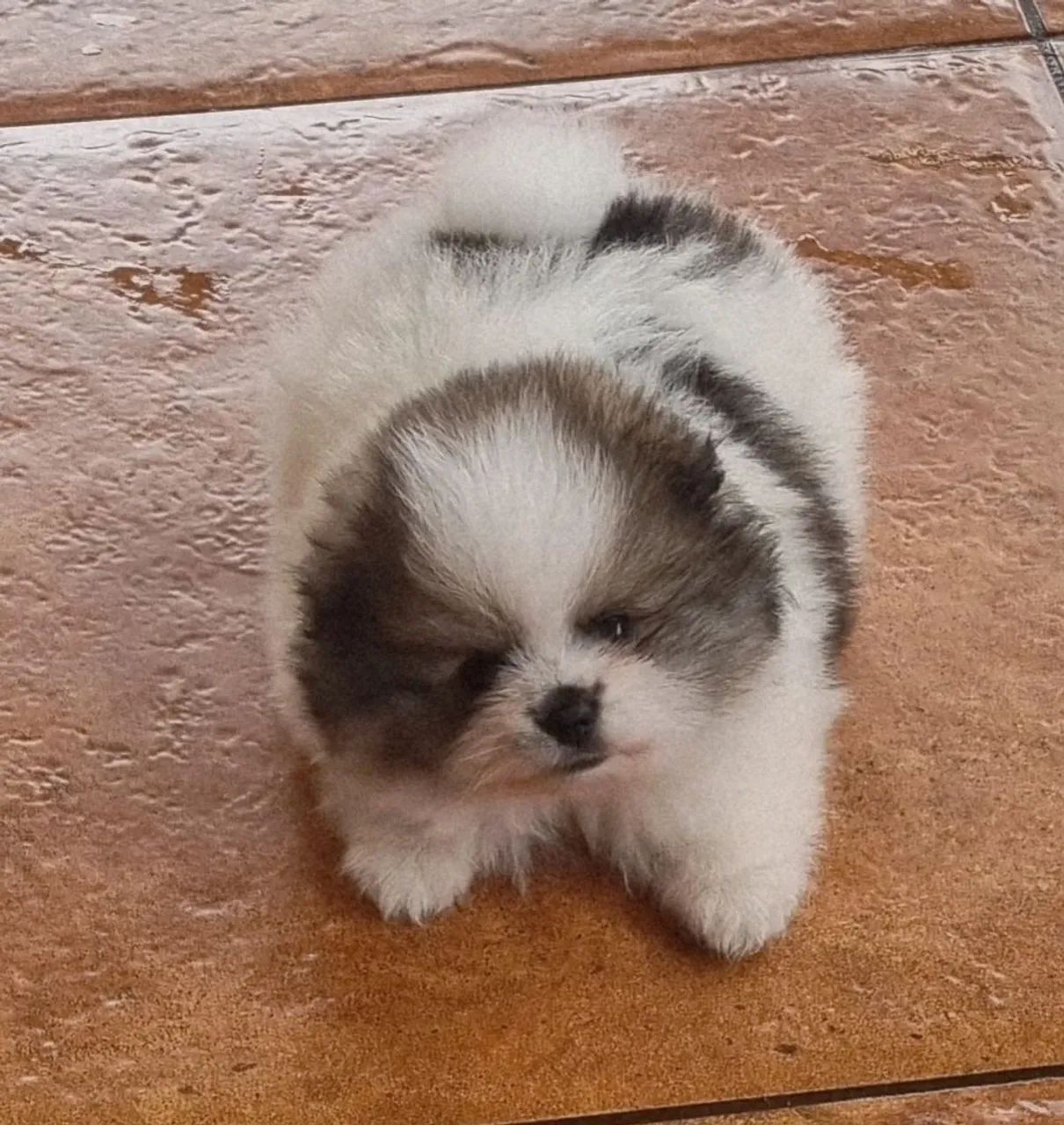 Spitz alemão macho  - Foto 3