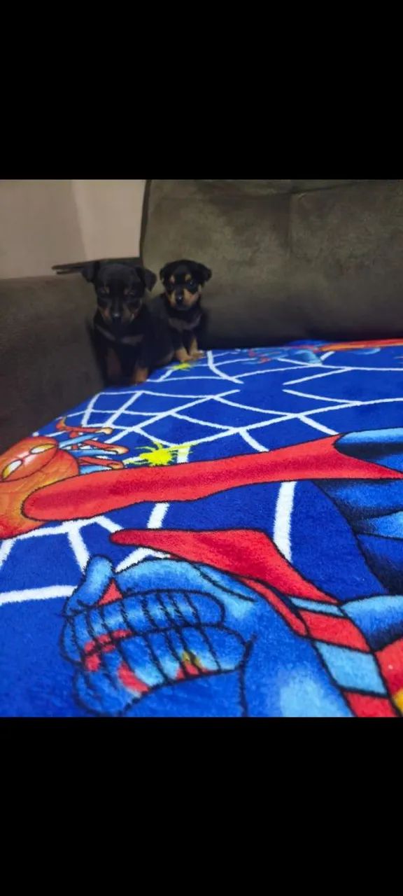 Pinscher  - Foto 3