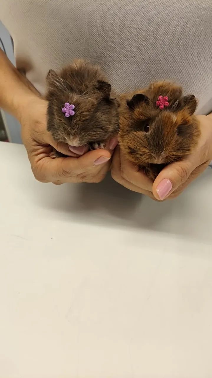 Filhotinhos de Porquinho da india