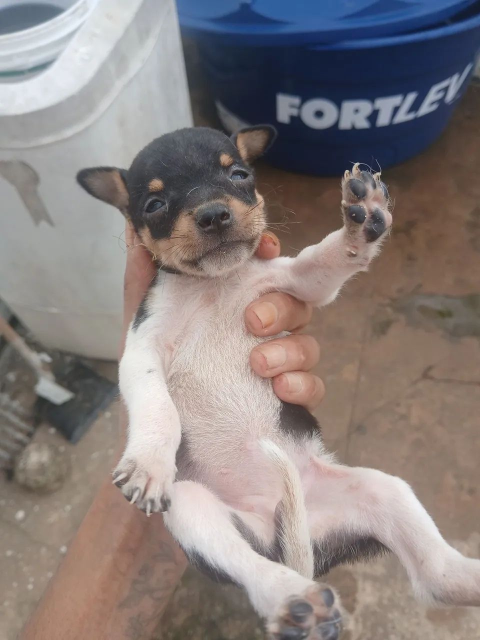 Fox paulistinhaa