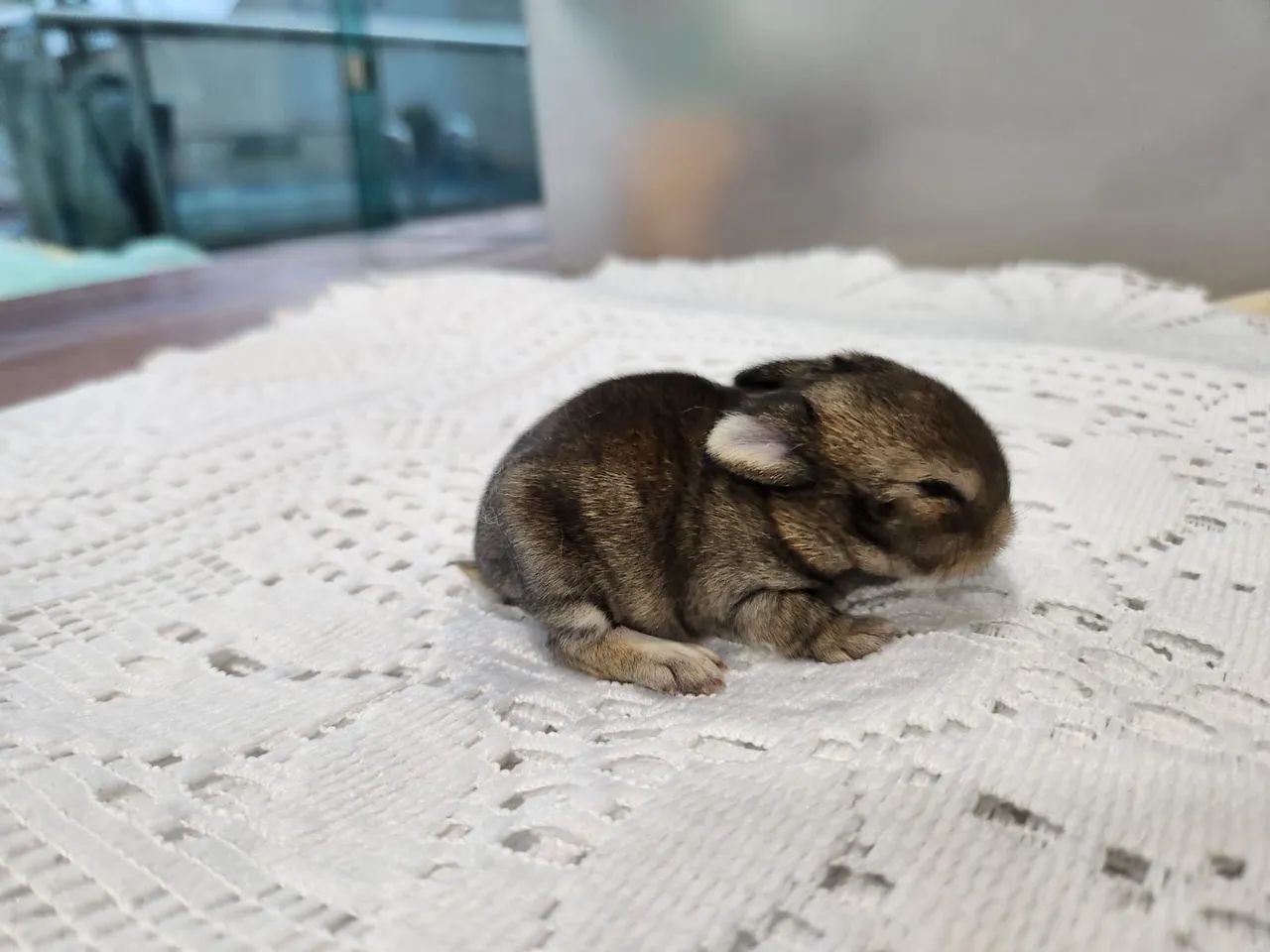 Mini Coelho Holandês  - Foto 2