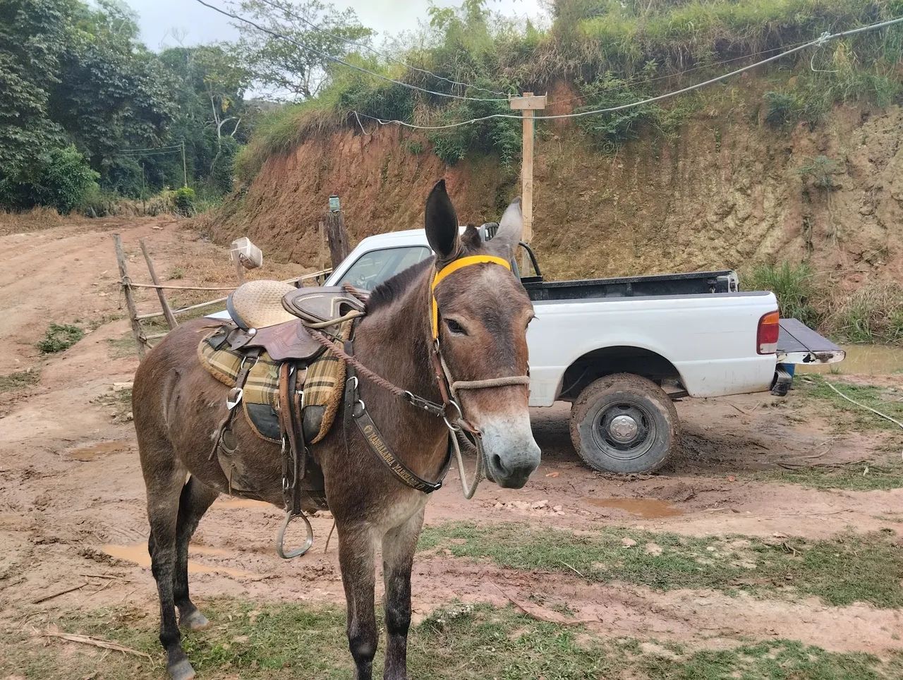 Vendo mula  - Foto 4